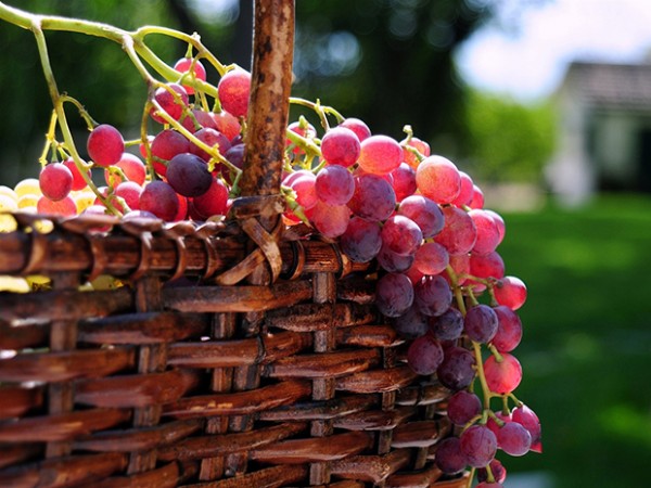 uvas vermelhas para conseguir uma pele impecável