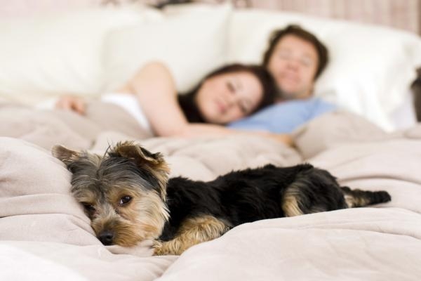 Faz mal dormir com animal de estimação na cama?