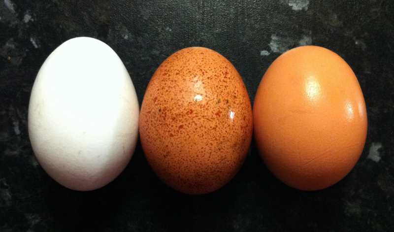12 coisas que acontecem com seu corpo quando você começa a comer ovos
