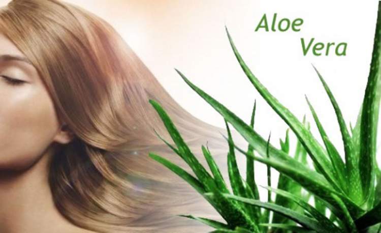 Benefícios do Aloe Vera para os Cabelos