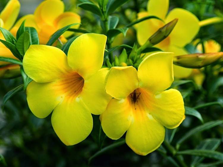 Alamanda é uma das Flores Que Suportam o Sol Forte