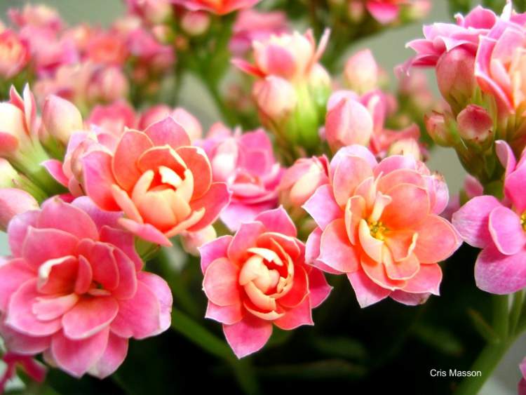 Flor-da-Fortuna é uma das Flores Que Suportam o Sol Forte