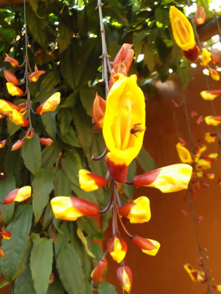 Uma das Flores Que Suportam o Sol Forte chama-se Sapatinho de Judia