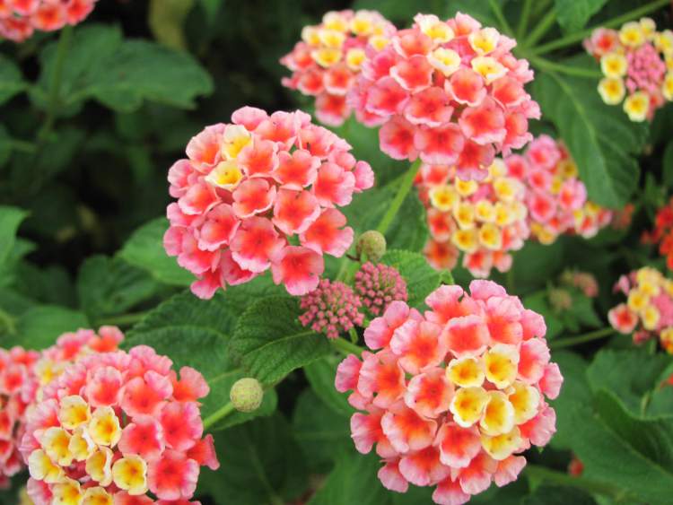 Cambará é uma das Espécies de Flores para atrair Borboletas ao seu Jardim