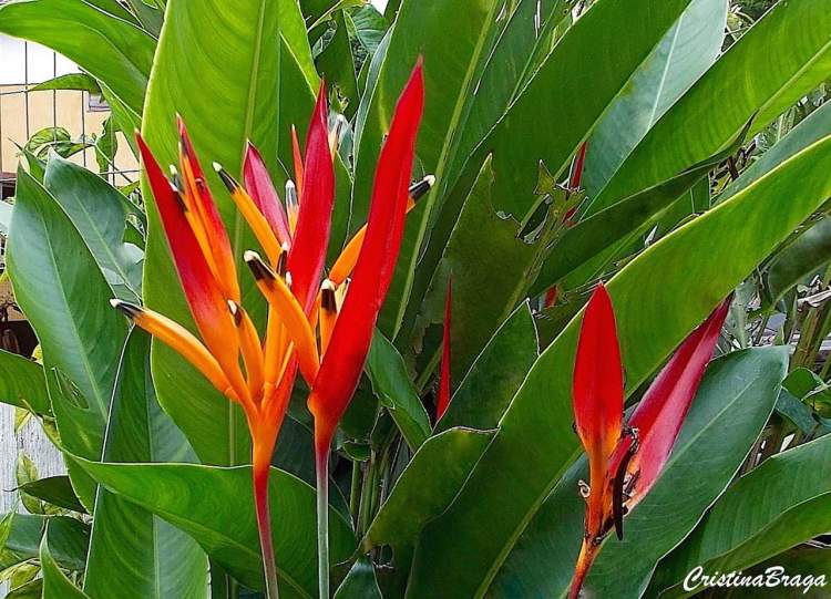 Helicônia papagaio é uma das Espécies de Flores para atrair Borboletas ao seu Jardim