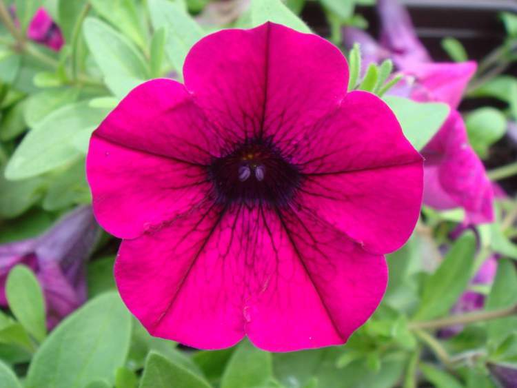 Petúnia é uma das Espécies de Flores para atrair Borboletas ao seu Jardim