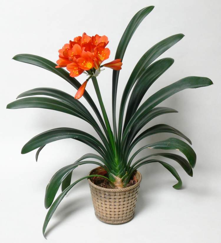 Clívia miniata é uma das plantas perfeitas para decorar o interior da sua casa