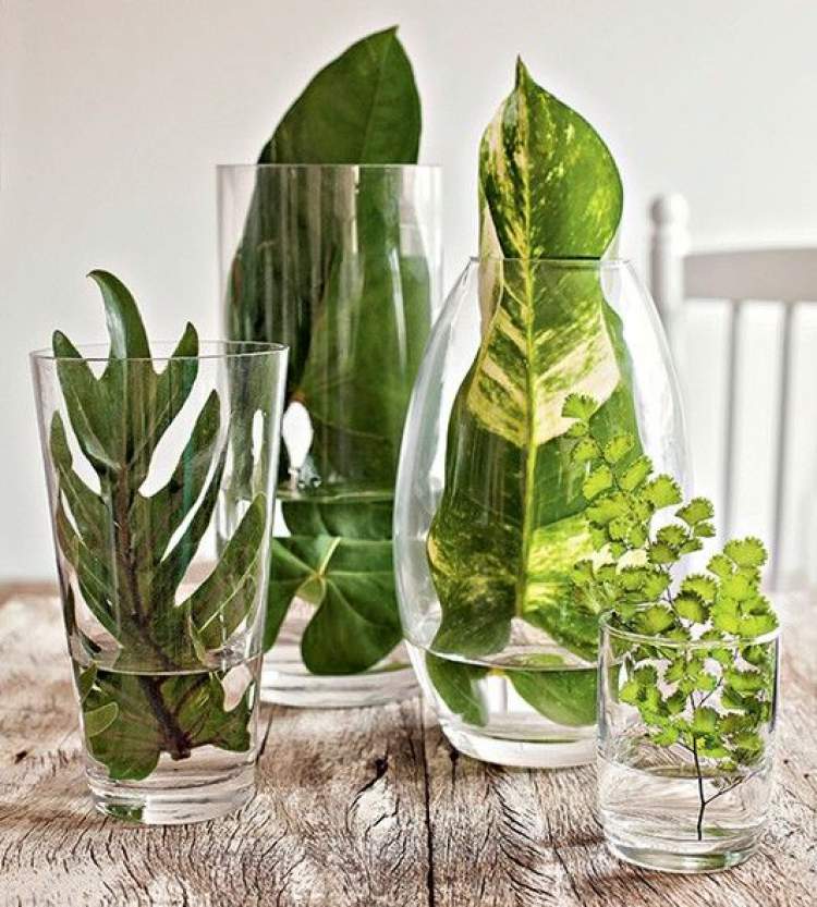Folhas verdes em vasos transparentes