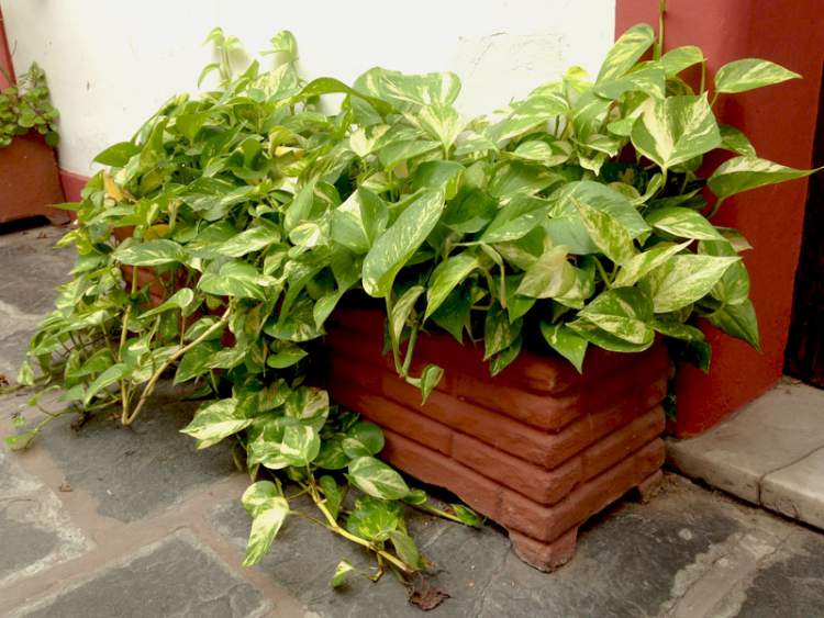 Jiboia é uma das plantas perfeitas para decorar o interior da sua casa