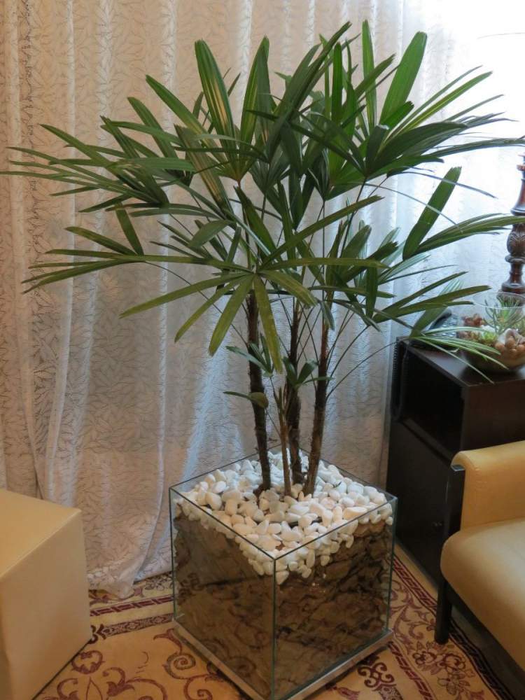 Palmeira de Ráfia é uma das plantas perfeitas para decorar o interior da sua casa