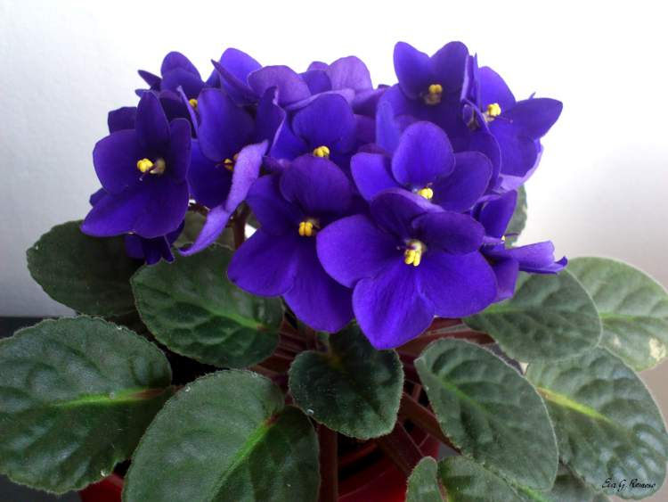 Violeta africana é uma das plantas perfeitas para decorar o interior da sua casa