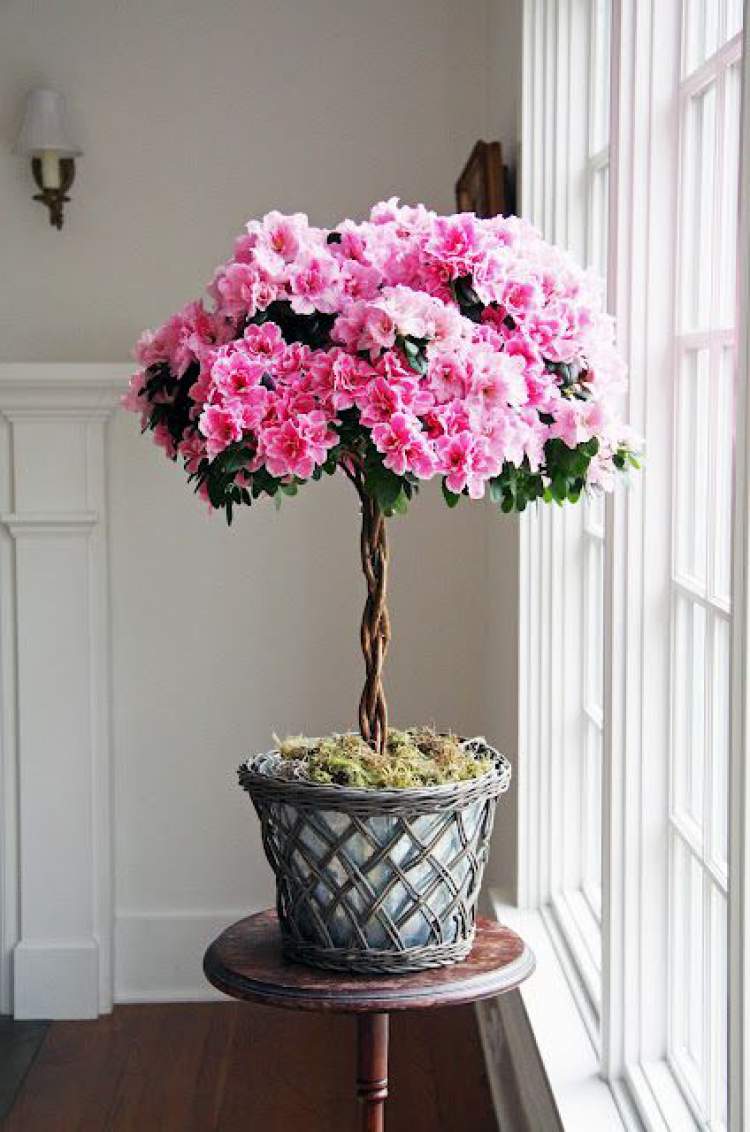Azaleia é uma das plantas para decorar o apartamento com muita elegância e bom gosto