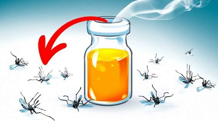 aromas que espantam os mosquitos