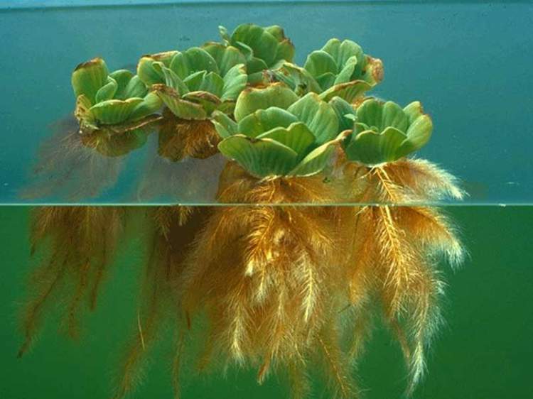 Alface d'água é uma das plantas decorativas que você pode cultivar em um copo com água