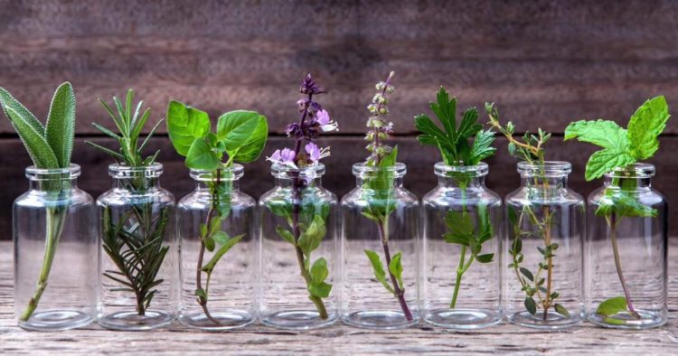 plantas decorativas que você pode cultivar em um copo com água
