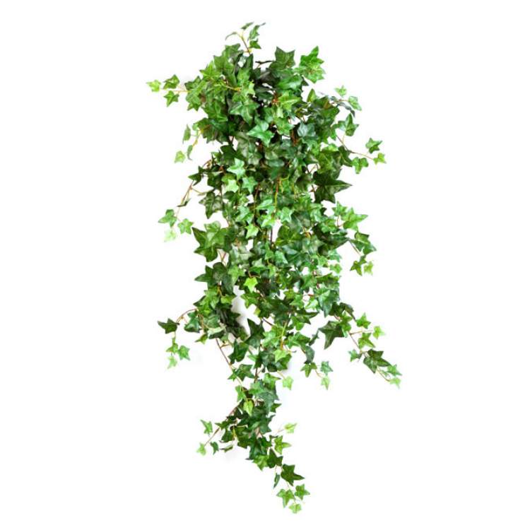 Hera é uma das plantas que podem ser cultivadas no escritório para reduzir o estresse