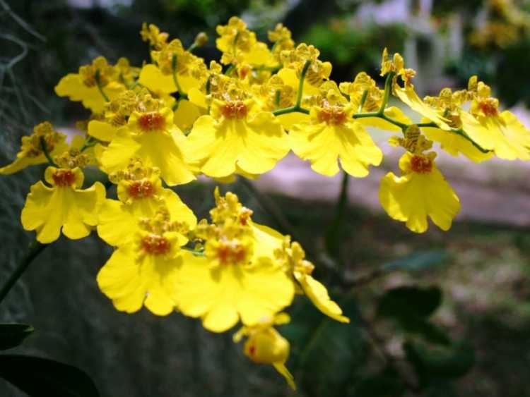 Orquídea é uma das plantas que suportam o clima frio